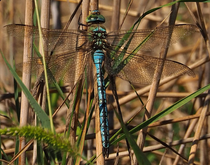 Große Königslibelle, Anax imperator